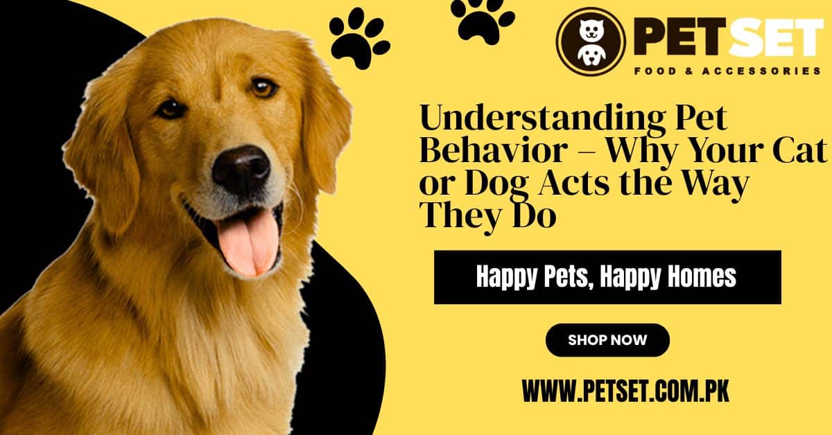 Understanding Pet Behavior – Why Your Cat or Dog Acts the Way They Do