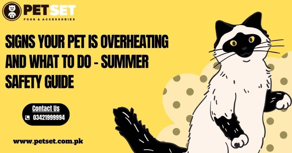 Signs Your Pet is Overheating and What to Do – Summer Safety Guide