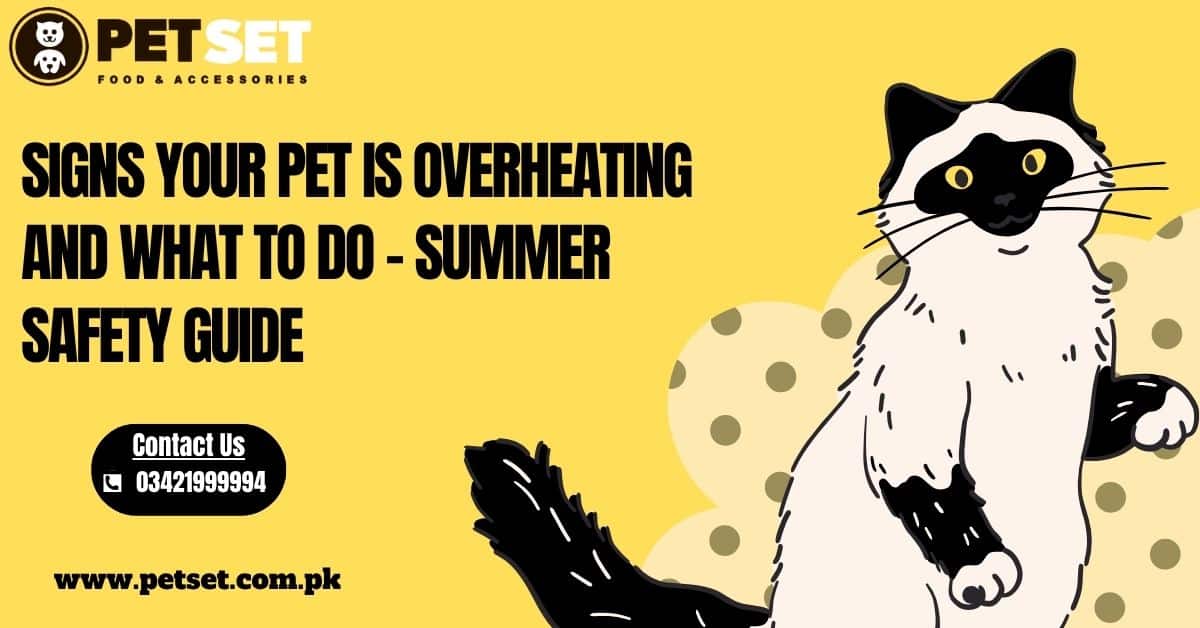 Signs Your Pet is Overheating and What to Do – Summer Safety Guide
