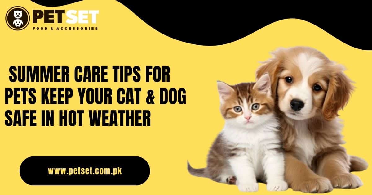 Summer Care Tips for Pets – Keep Your Cat & Dog Safe in Hot Weather